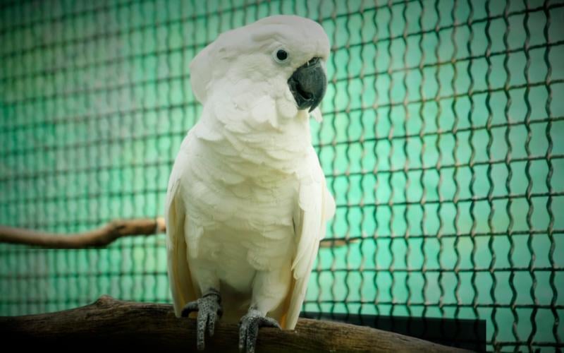 Ingresso Zoológico Balneário Camboriú